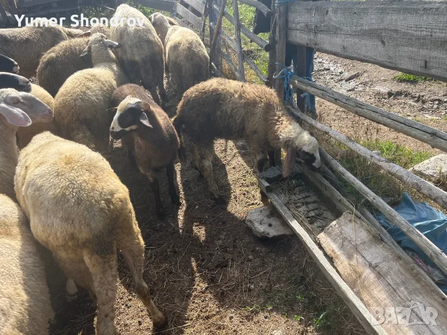 Продавам агнета