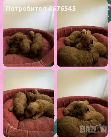 Toy poodle mini poodle
