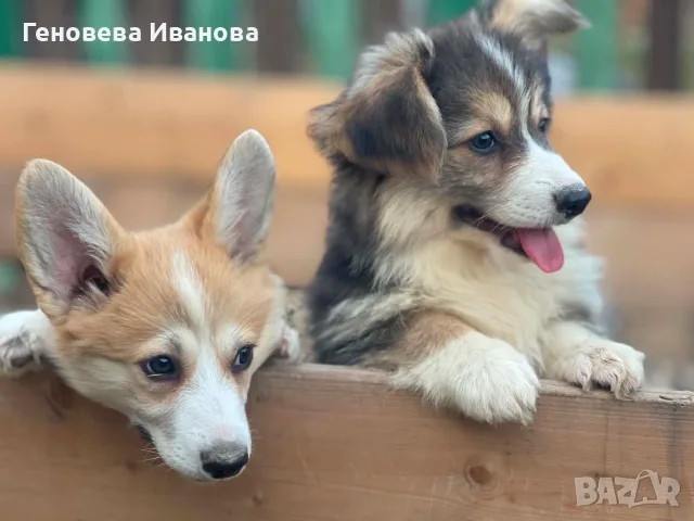 Уелско корги пембрук-транспорт Варна 15.08, снимка 3 - Други - 55517205