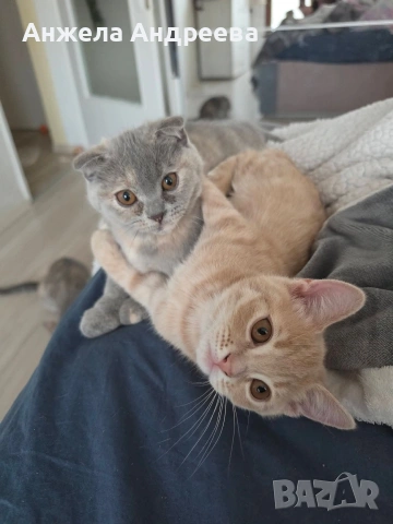 Британско мъжко коте търси своя любящ дом❤️  , снимка 4 - Британска късокосместа - 54401397