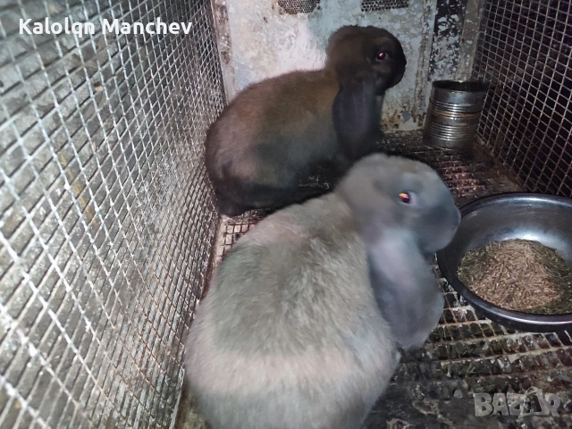 кочовати зайци за разплод мъжки на 3 месеца+цена 60евро, снимка 3 - Декоративни зайчета - 54896630