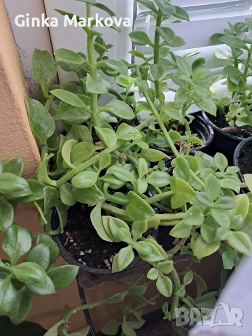 Аптения - 2,50 евро, снимка 3 - Стайни растения - 53988254