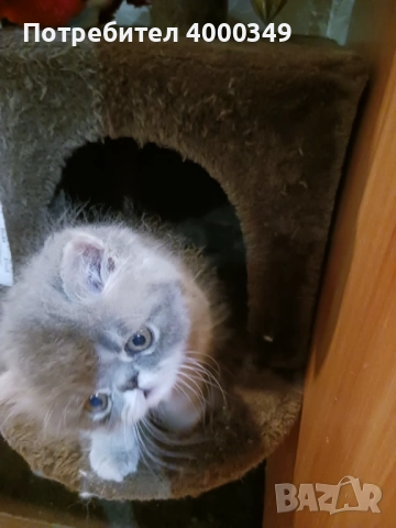 Продавам персийски женски котета, снимка 4 - Персийска - 54386975