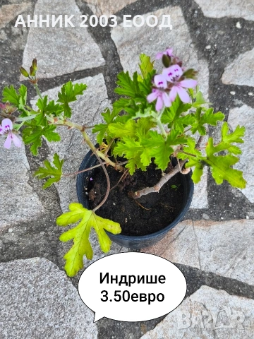 Стайни цветя , снимка 6 - Стайни растения - 55055266