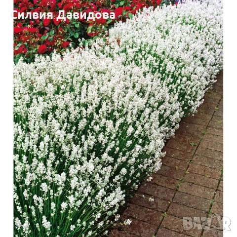 лавандула , снимка 5 - Градински цветя и растения - 52534903