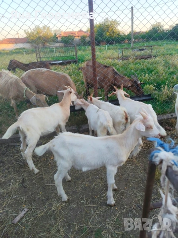 Продавам ярета , снимка 5 - Кози - 54886459