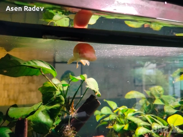 Albino Alligator Gar fish., снимка 3 - Рибки - 55052535