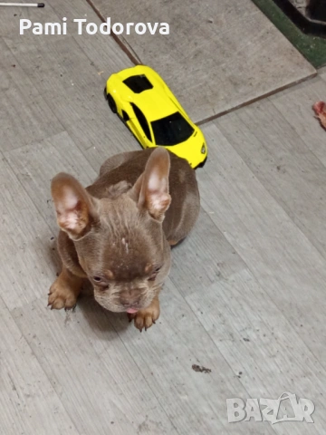 Френски булдог , снимка 3 - Френски булдог - 54012926