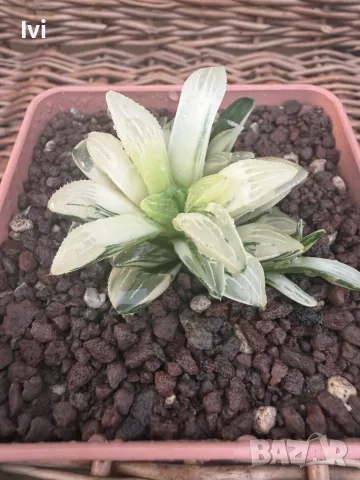 Рядка Вариегатна Хавортия (Haworthia retusa f. variegata) – Колекционерска