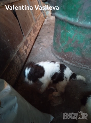 Три женски лагото романьоло