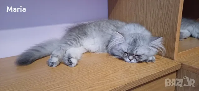 Персийски котета