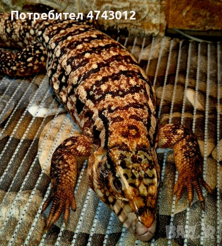 Аржентинско тегу
