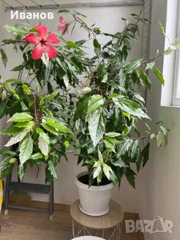 Китайска роза ( Hibiscus rosa-sinensis var. coop)