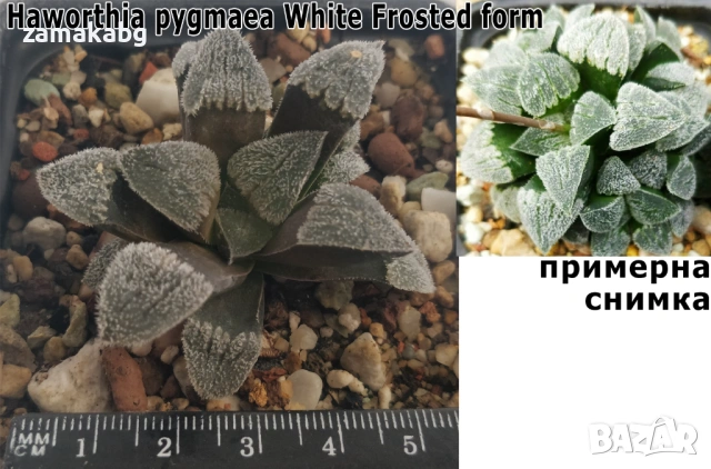 Хавортия (Haworthia pygmaea White Frosted form), рядко сукулентно растение