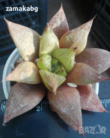 Хавортия (Haworthia turgida), сукулентно растение