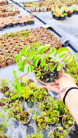 Дива лоза (Parthenocissus quinquefolia), снимка 6 - Градински цветя и растения - 54905860