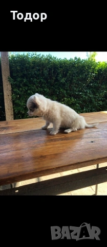 Продавам мини чихуахуа , снимка 2 - Чихуахуа - 54369735