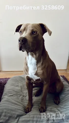 🐶 Продавам красиви Американски Питбул кученца - 8 броя, 2 месеца, снимка 17 - Питбул - 55679299