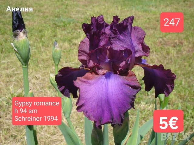 Ириси за продажба обява 2