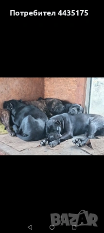 малки Кане Корсо , снимка 11 - Кане корсо - 54601178