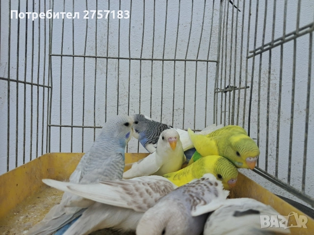 продавам вълнисти папагали, снимка 5 - Папагали - 54650719