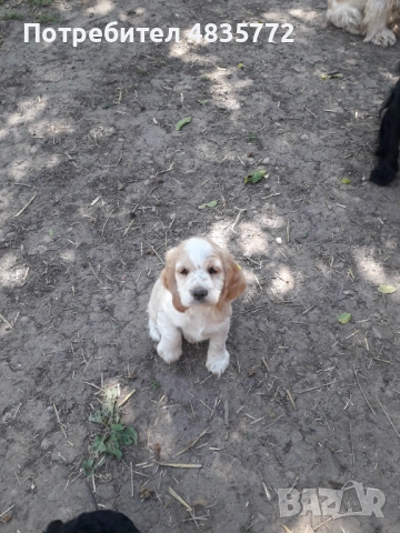 Cocker Spaniel, снимка 3 - Кокер шпаньол - 54723852