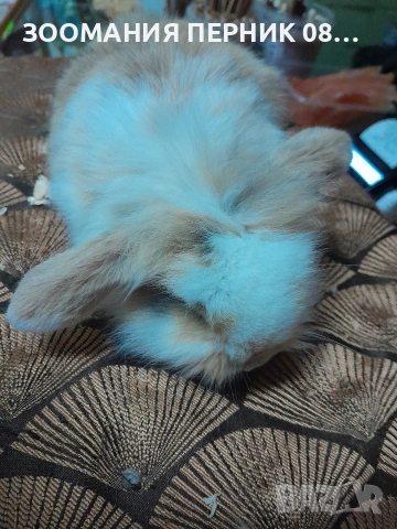 клепоухи декоративни зайчета , снимка 2 - Декоративни зайчета - 54162922