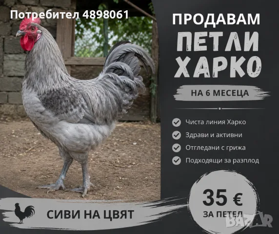 Продавам петли Харко – на 6 месеца, сиви на цвят. Здрави, добре гледани и подходящи за разплод. 