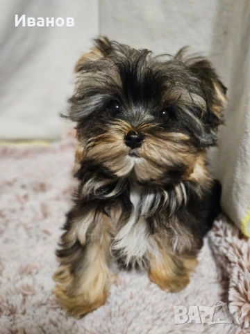 Йоркширски териер , снимка 2 - Йоркширски териер - 54371559