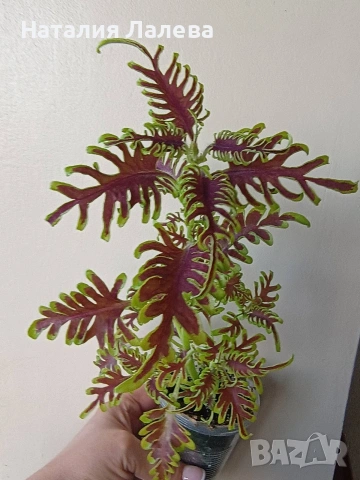 Колеус Скелетон, coleus skeletal/skeleton, снимка 2 - Стайни растения - 54774088
