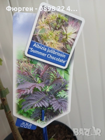 Албиция „Летен шоколад“ (Albizia julibrissin ‘Summer Chocolate’), снимка 4 - Разсади - 54934042