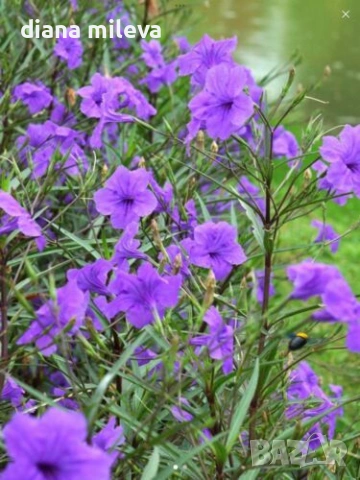 Руелия, Мексиканска петуния, Ruellia Purple Mexican Petunia!!!, снимка 2 - Градински цветя и растения - 54637157
