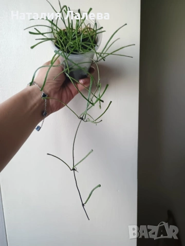 Хоя, hoya Retusa, снимка 2 - Стайни растения - 54774264