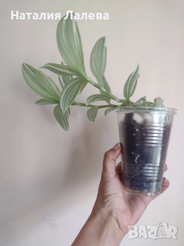 Традесканция, tradescantia albiflora albovittata, снимка 2 - Стайни растения - 55231619