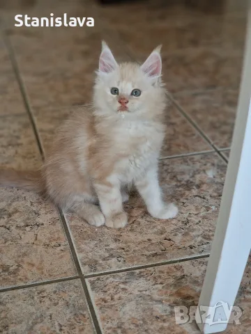 котенца Мейн Куун, снимка 7 - Мейн кун - 55670869