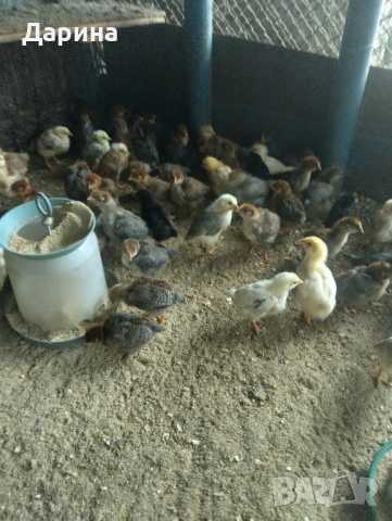 Пилета, снимка 5 - Кокошки и пуйки - 53961418