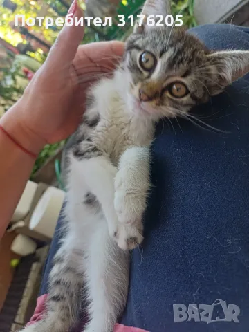 Женски котета търсят дом, снимка 8 - Други - 47355560