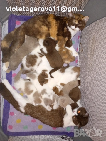 Британски котки , снимка 2 - За котки - 55256610