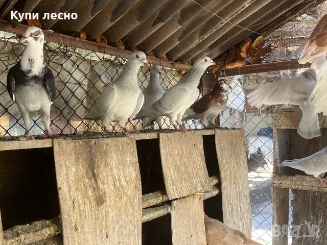 Ардезио пощи елит , снимка 7 - Гълъби - 55163898