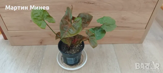 Филодендрон (Philodendron) / Сингониум (Syngonium), снимка 4 - Стайни растения - 47059632