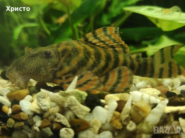 L 397 Pleco Alenquer Tiger ( Panaqolus sp.) , снимка 4 - Рибки - 54942097