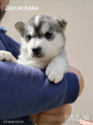  Хъски, снимка 13 - Хъски - 54180286