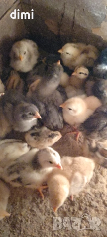 ПРОДАВАМ ПИЛЕТА РАЗЛИЧНИ ПОРОДИ И НА РАЗЛИЧНА ВЪЗРАСТ 