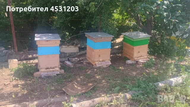 Силни семейства с нови кошери