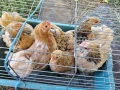 продавам ярки мини кохин, снимка 6