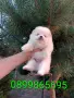 Померани.Реални снимки от 03.08.26 г. Момчета и момичета., снимка 4