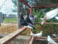 Продавам пазарджишки гълъби, снимка 9