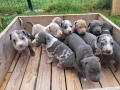 PITBULL , снимка 3