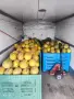 Продавам Дини и Пъпеши на Едро!, снимка 4