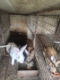 продавам домашни зайци , снимка 3